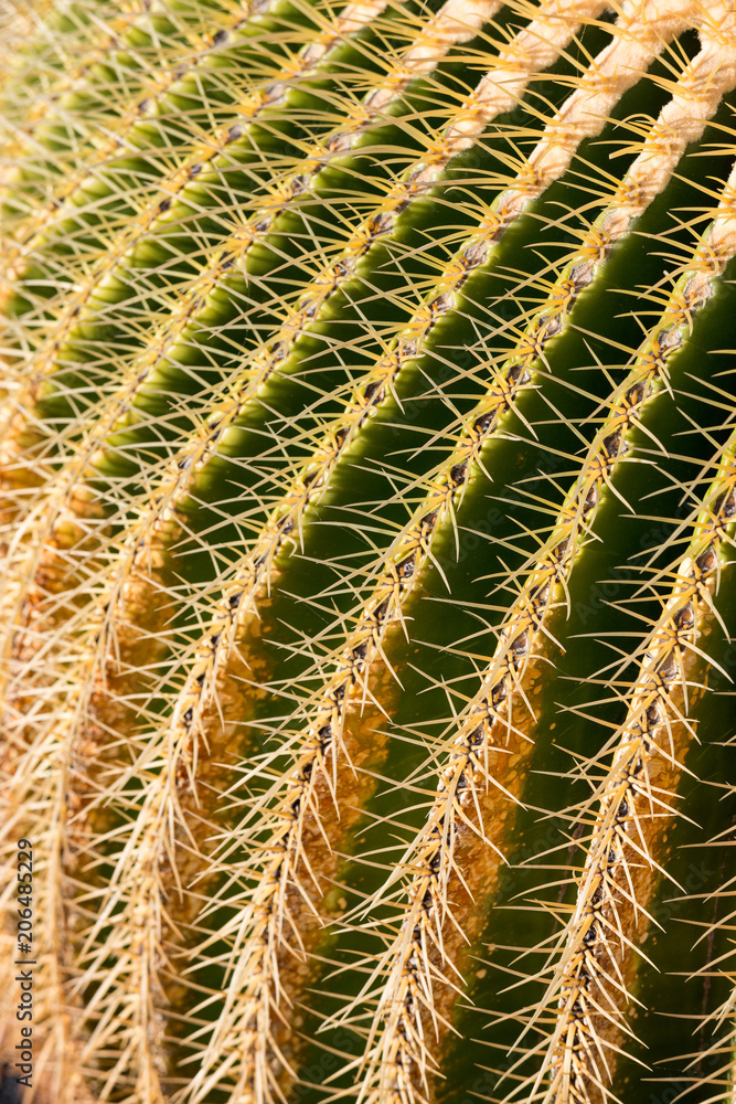 Detail of the Golden Barrel Cactus. Detail of the Golden Barrel Cactus.