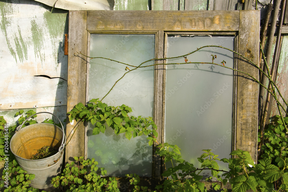 Fototapeta premium Ogródek