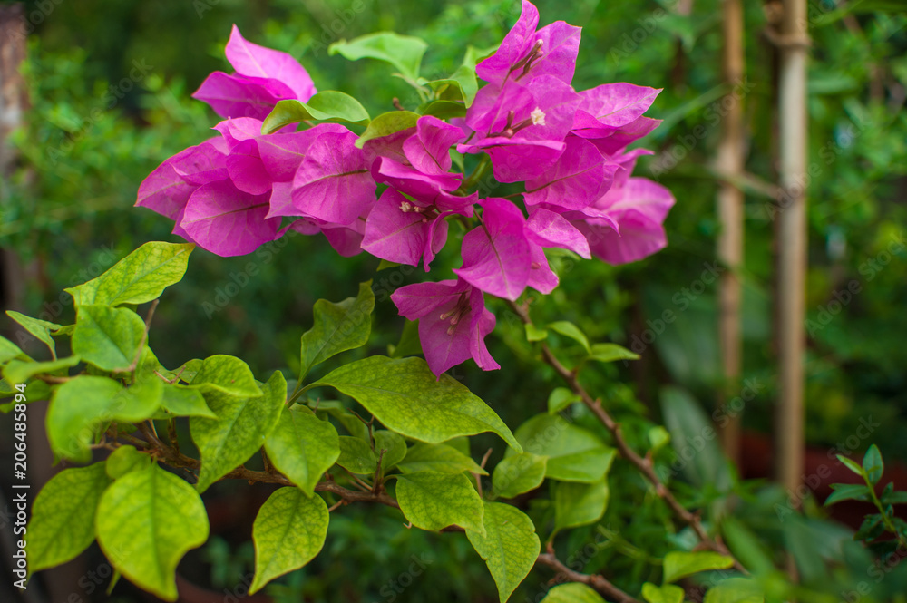 beautiful green plants and flowers are grown in a greenhouse for planting on flower beds, the gardener pours them from a pink watering can, beautiful green plants and flowers are grown in a greenhouse for planting on flower beds, the gardener pours them from a pink watering can,