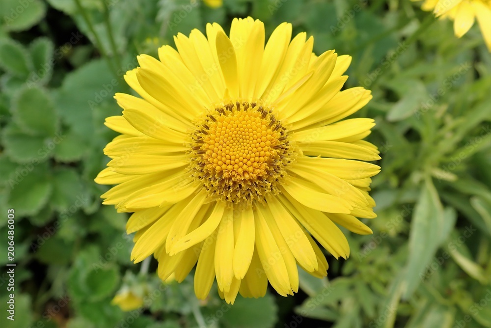Close-up of yellow Marguerite Daisy Argyranthemum Close-up of yellow Marguerite Daisy Argyranthemum