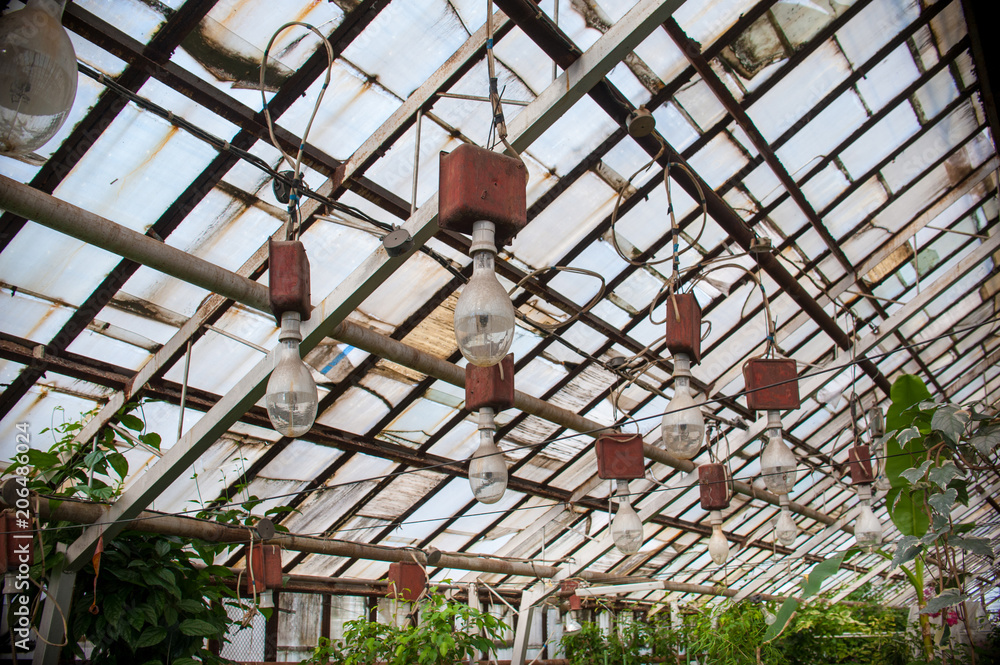 lamps in the greenhouse for lighting colors, flowers vyunki in the greenhouse, light through glass