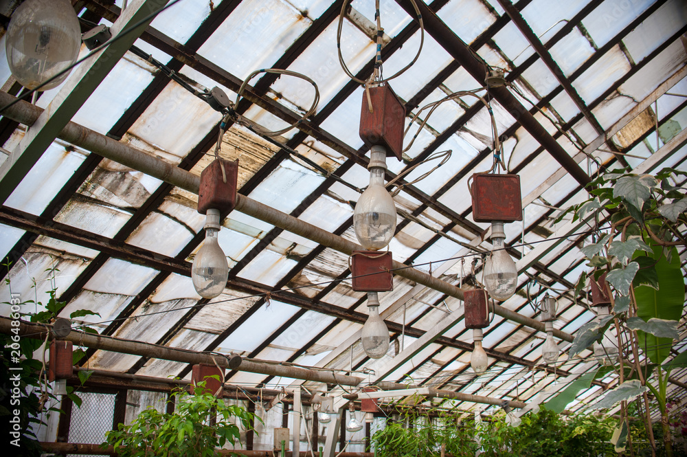 lamps in the greenhouse for lighting colors, flowers vyunki in the greenhouse, light through glass