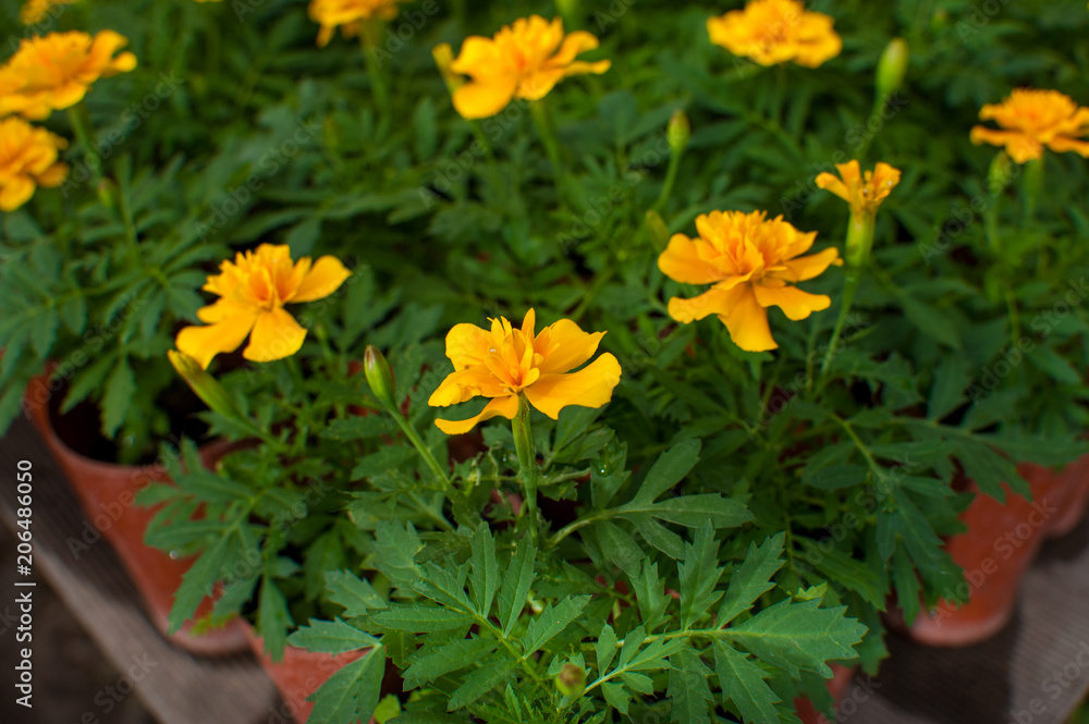 beautiful green plants and flowers are grown in a greenhouse for planting on flower beds, the gardener pours them from a pink watering can, beautiful green plants and flowers are grown in a greenhouse for planting on flower beds, the gardener pours them from a pink watering can,