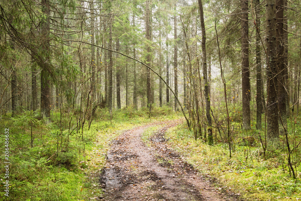 Obraz premium In the autumn forest