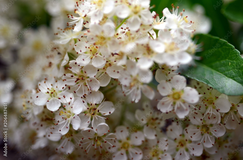 Kleine weiße Blüten an einem Strauch