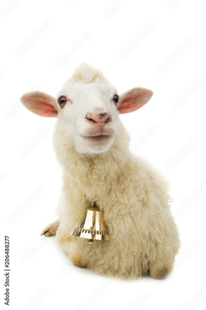 Fototapeta premium sheep with bell