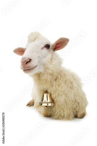 sheep with bell