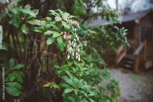 Wallpaper Mural Greenery Torontodigital.ca