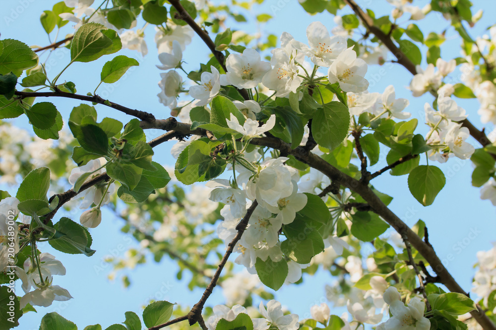 Ветки цветущей яблони на фоне голубого неба,
весенний фон