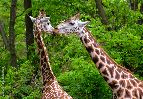 Photography Pair of giraffes kissing in the bush.