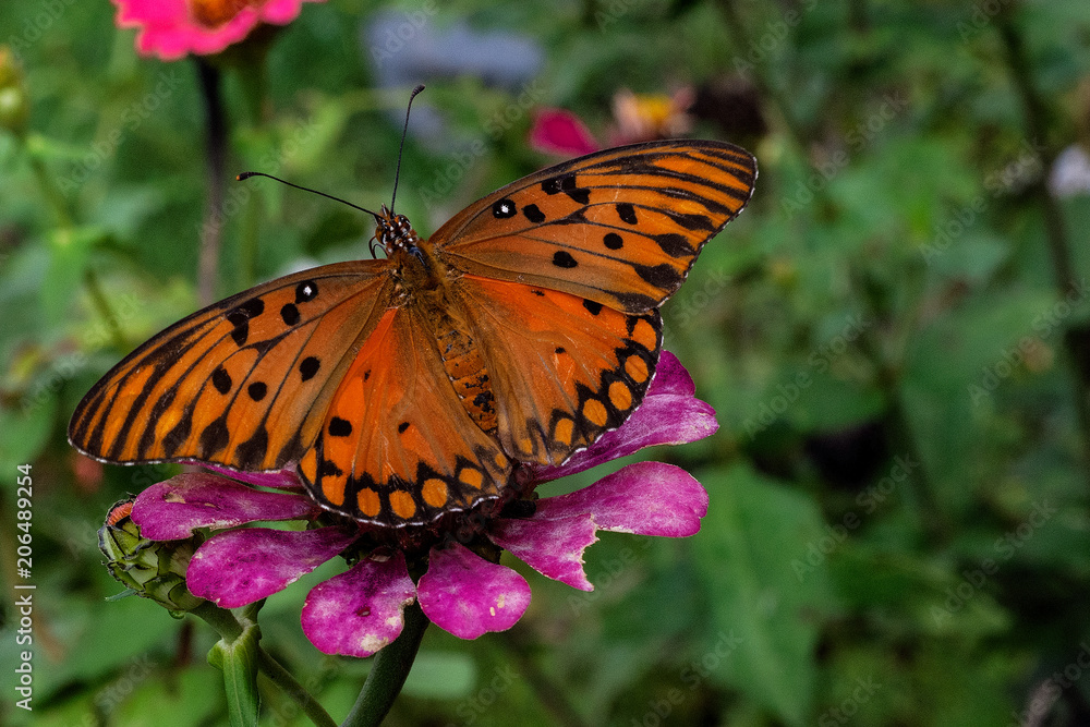 Naklejka premium insect