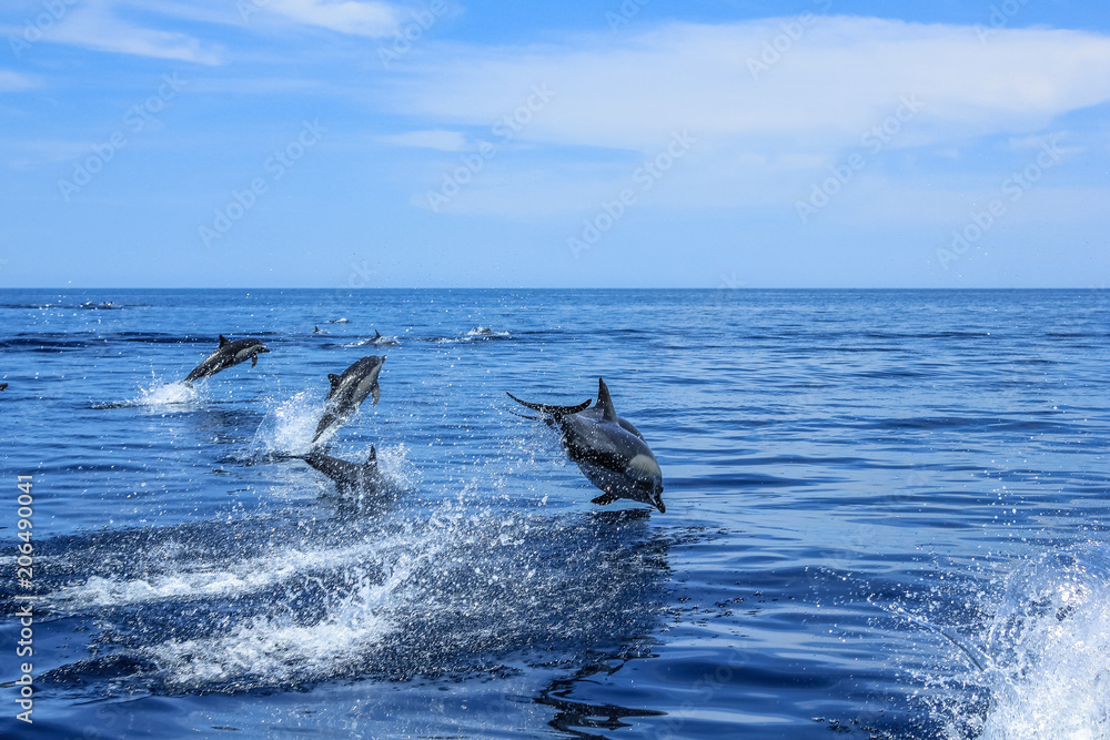 Naklejka premium Skaczące delfiny w Meksyku. Isla Espiritu Santo niedaleko La Paz w Baja California.