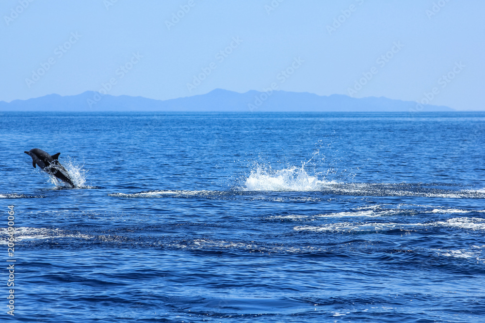 One Dolphin jumping in the sea. Isla Espiritu Santo near La Paz, in Baja California.