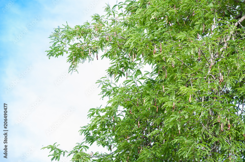Tamarind tree Tamarind pod on blue sky background Tamarind tree Tamarind pod on blue sky background