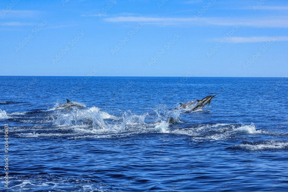Fototapeta premium A hundred dolphins group swims and jumps off the coast of Isla Espiritu Santo in Baja California, Mexico.