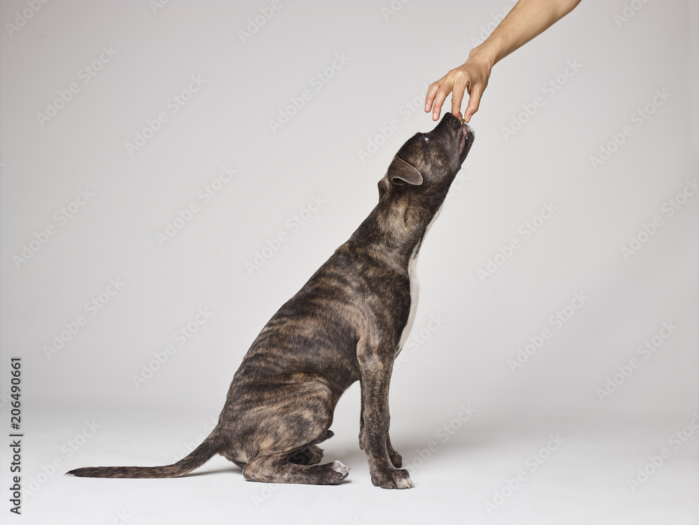 Obraz premium Puppy and Biscuit