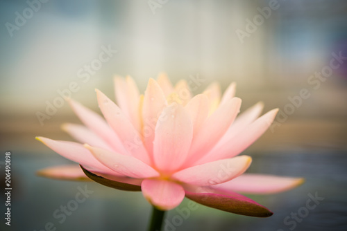 Pink lotus in the pool