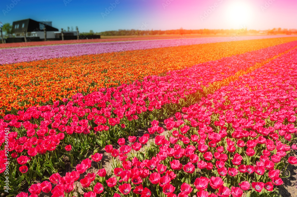 Spring field with blossoming multicolor tulips