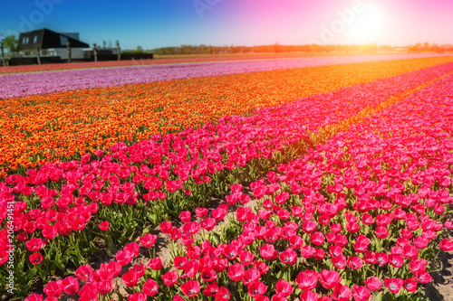 Fototapeta Naklejka Na Ścianę i Meble -  Spring field with blossoming multicolor tulips