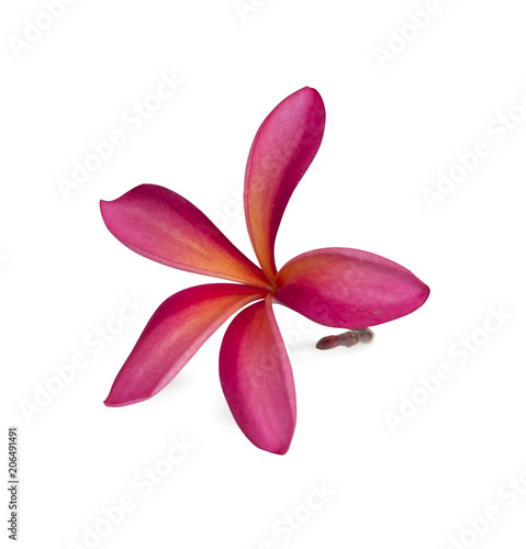 Frangipani flower isolated on white background,clipping path.