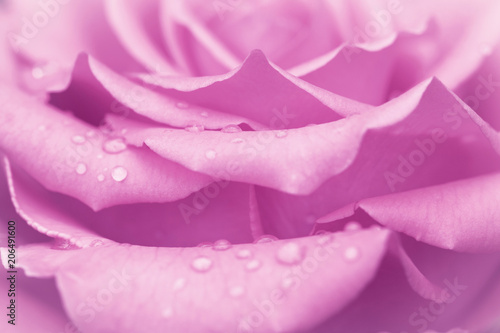 Pink rose bud with water drops