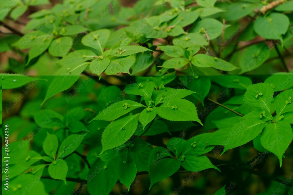 Helwingia japonica (Hanaikada)
Helwingia japonica (Hanaikada)