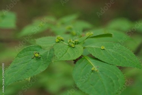 Helwingia japonica (Hanaikada) 