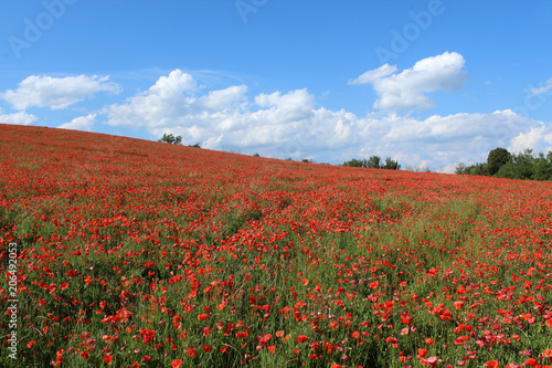 champ de coquelicots en france