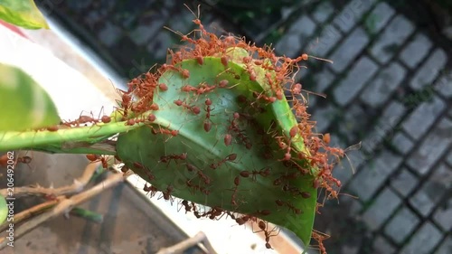 Red ants building nest