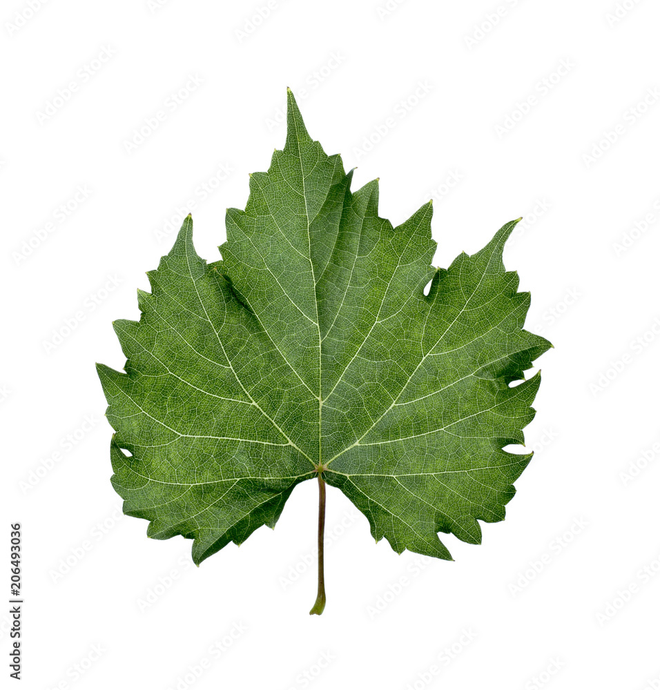 Grape leaves isolated on white background Grape leaves isolated on white background