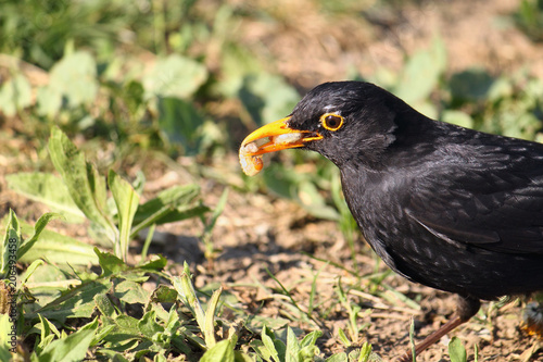 common blackbird with a worm, detail of bird with a prey in the beak. 