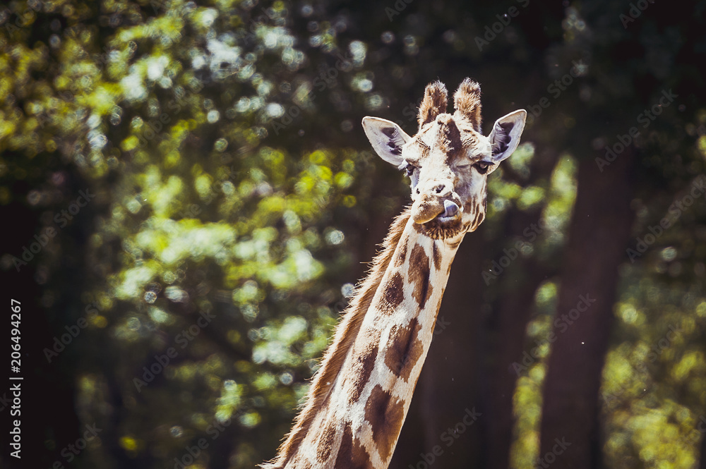Obraz premium Portrait de girafe