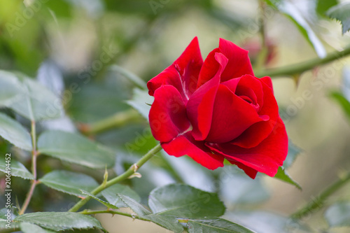 Rosa rossa. Single red rose