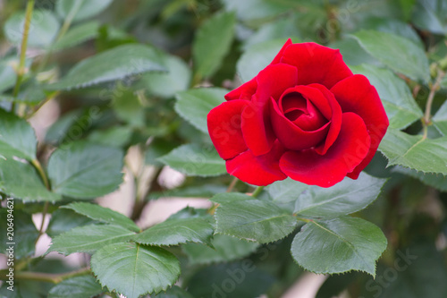 Rosa rossa. Single red rose