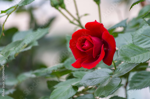 Rosa rossa. Single red rose