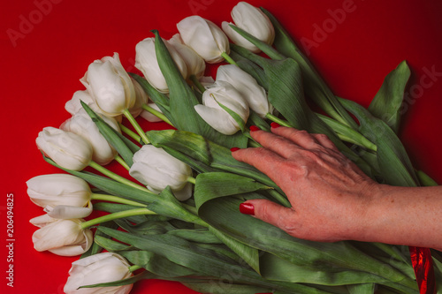 a bouquet of white tulips lies on a red background, a female hand takes them, holds them
