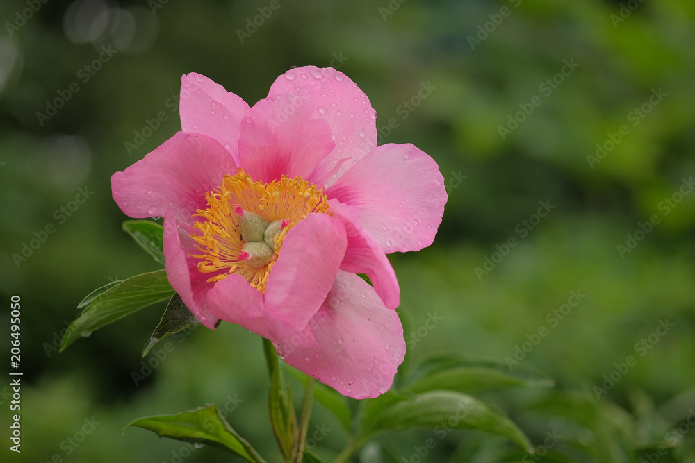 Fototapeta premium Paeonia Hybride Freileight