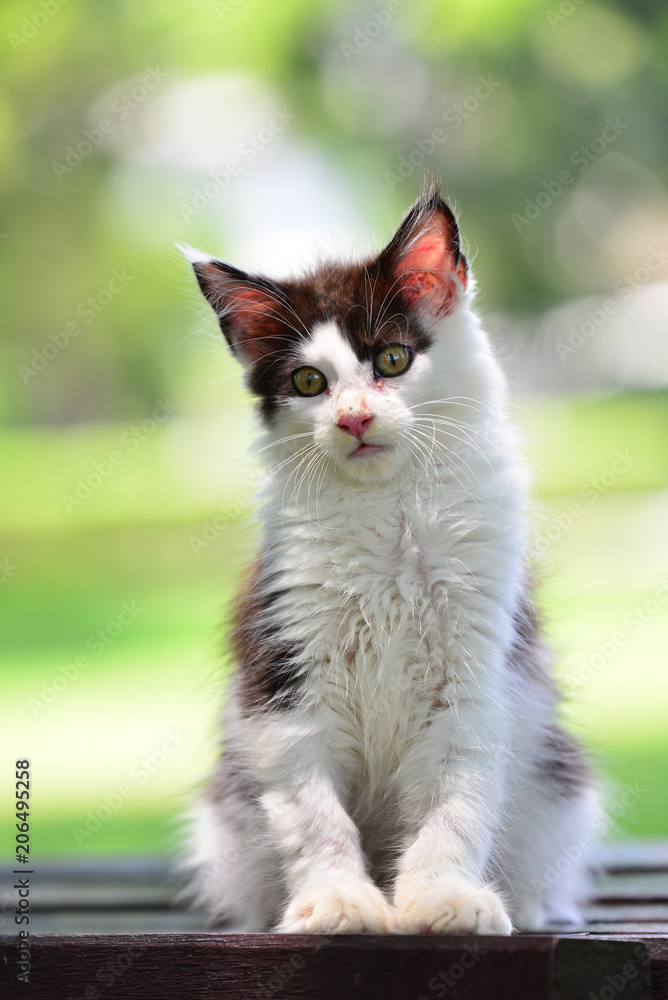 A brown tabby and white kitten chilling in green garden in daylight. black and white cat sitting on wooden garden chair blurry background by sunlight.