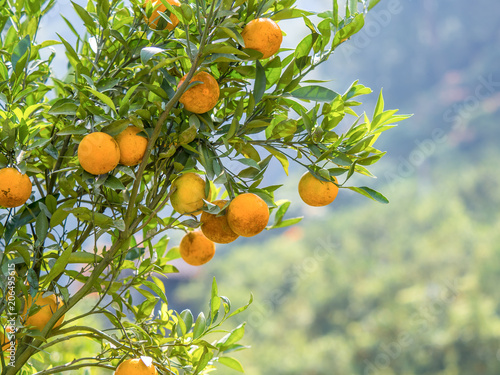 beautiful fresh rows of orange plant, farming in the high mountain