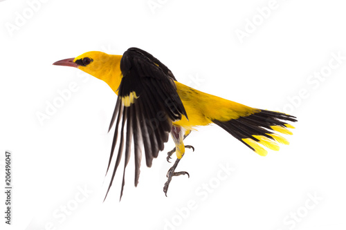 Εκτύπωση καμβά Eurasian Golden Oriole (Oriolus oriolus)