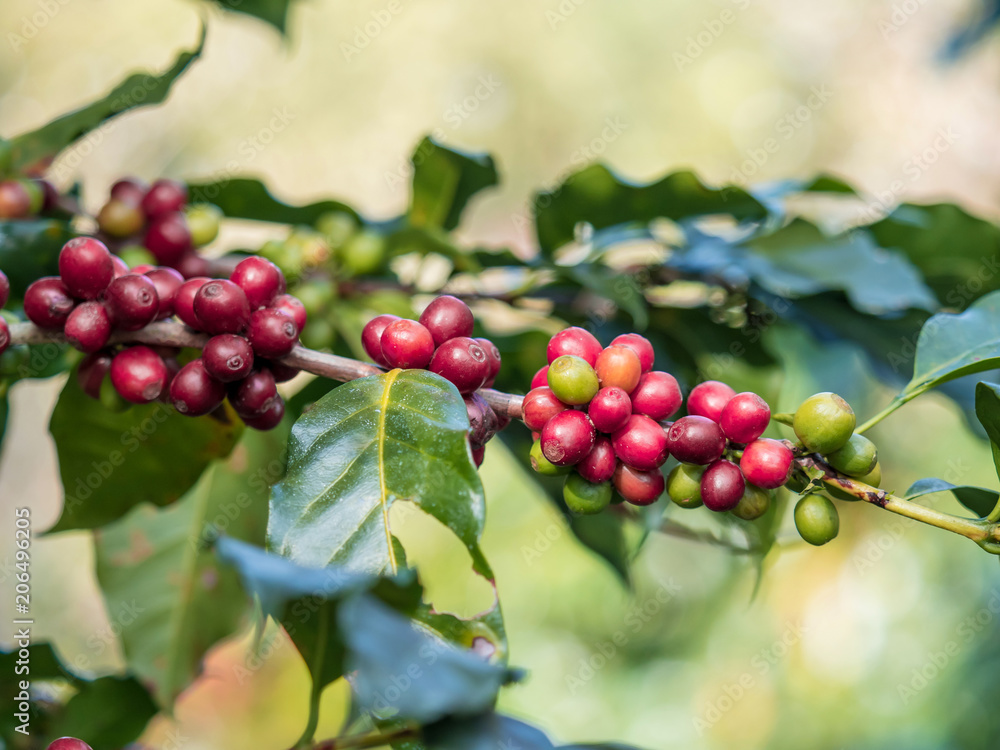 ripe coffee beans on the farm