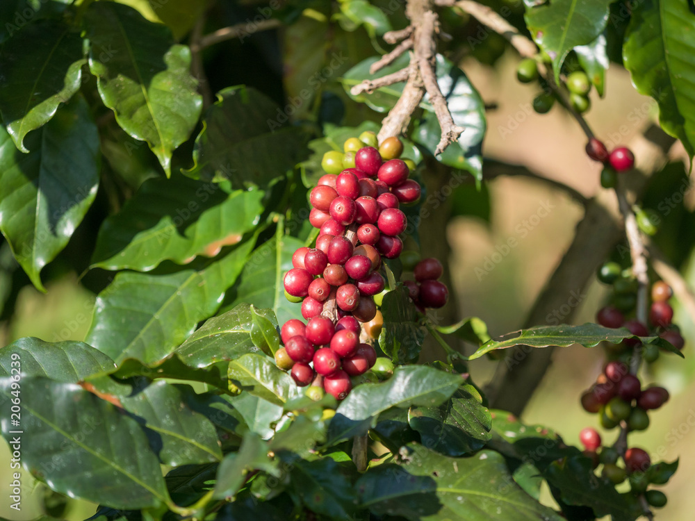 ripe coffee beans on the farm