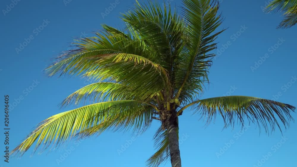 Leaves of coconut palms fluttering in the wind against blue sky. Bottom view. Bright sunny day. Riviera Maya Mexico. Leaves of coconut palms fluttering in the wind against blue sky. Bottom view. Bright sunny day. Riviera Maya Mexico.