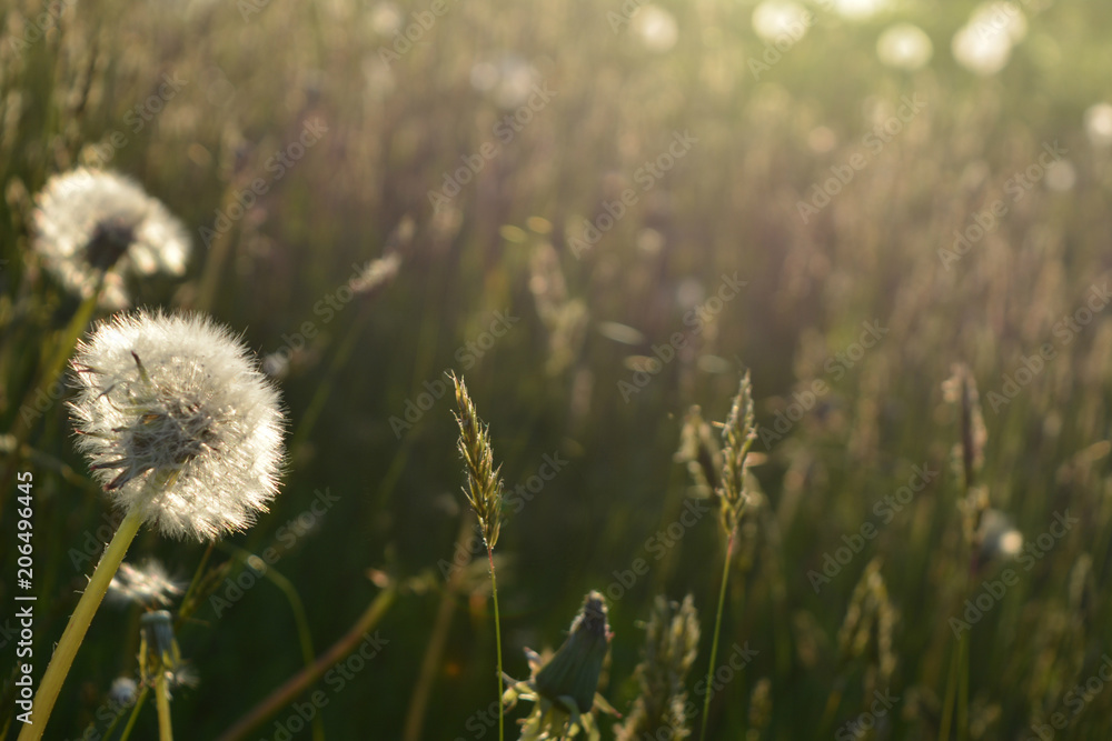 beautiful evening summer (spring) natural landscape: field with white dandelion flowers, wildflowers, nature