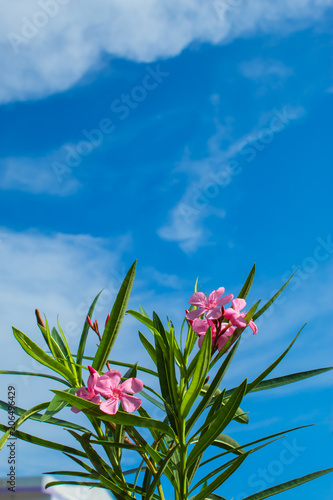 Pink Nerium oleander L. flower with a bright blue sky.