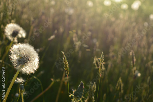 beautiful evening summer  spring  natural landscape  field with white dandelion flowers  wildflowers  nature