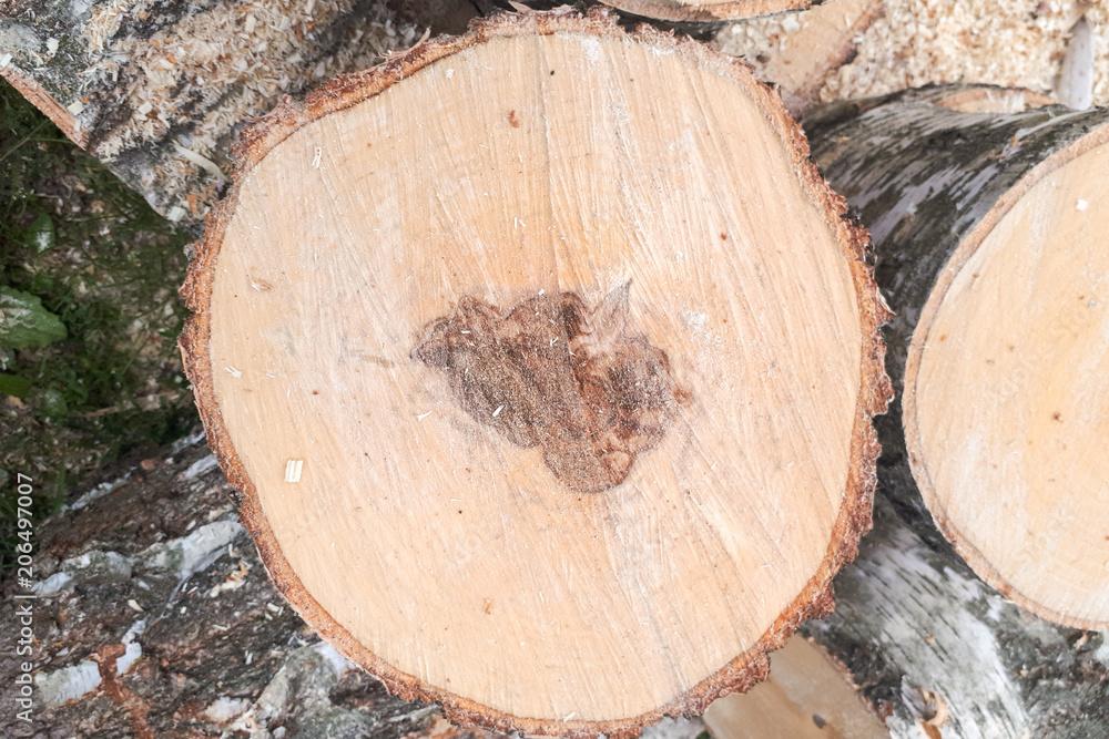 macro cut wood texture, birch tree background macro cut wood texture, birch tree background