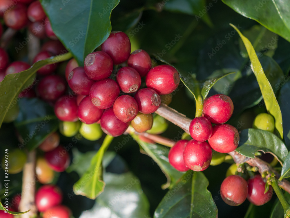 Obraz premium ripe coffee beans on the farm