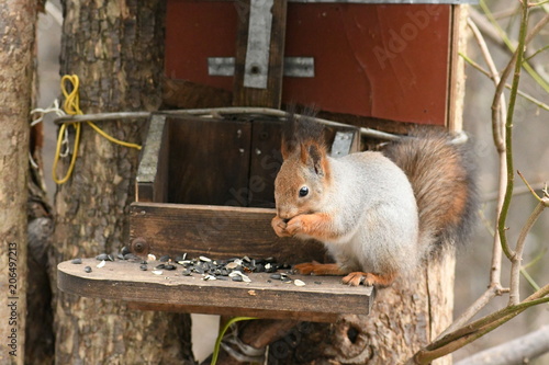 Фотография squirrel in the Kuskovo, Moscow, Russia