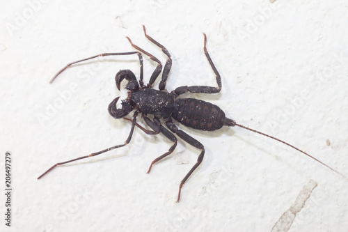 Macro insect Whip scorpion on cement wall on night.